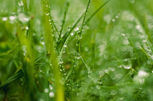 Close-up of vibrant green grass covered with sparkling morning dew drops.