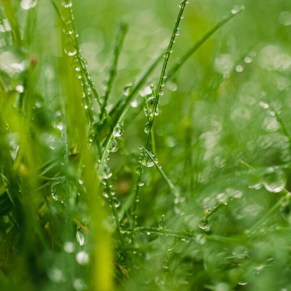 Close-up of vibrant green grass covered with sparkling morning dew drops. Photo by Sonny Sixteen from Pexels