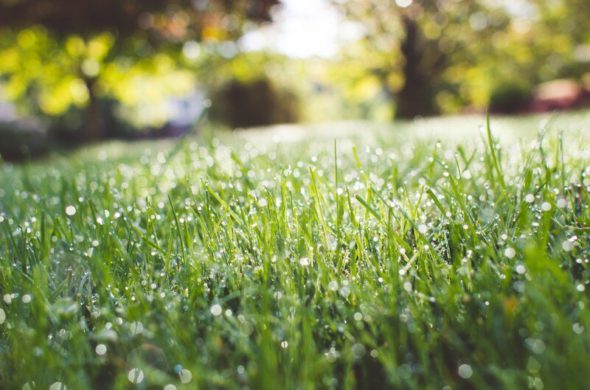 A photo of green grasss in an outdoor setting